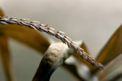 欺凌人的温泉1至4集动漫