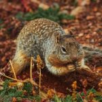 red room cabins:探索神秘红色小屋的独特魅力与体验 k09km41